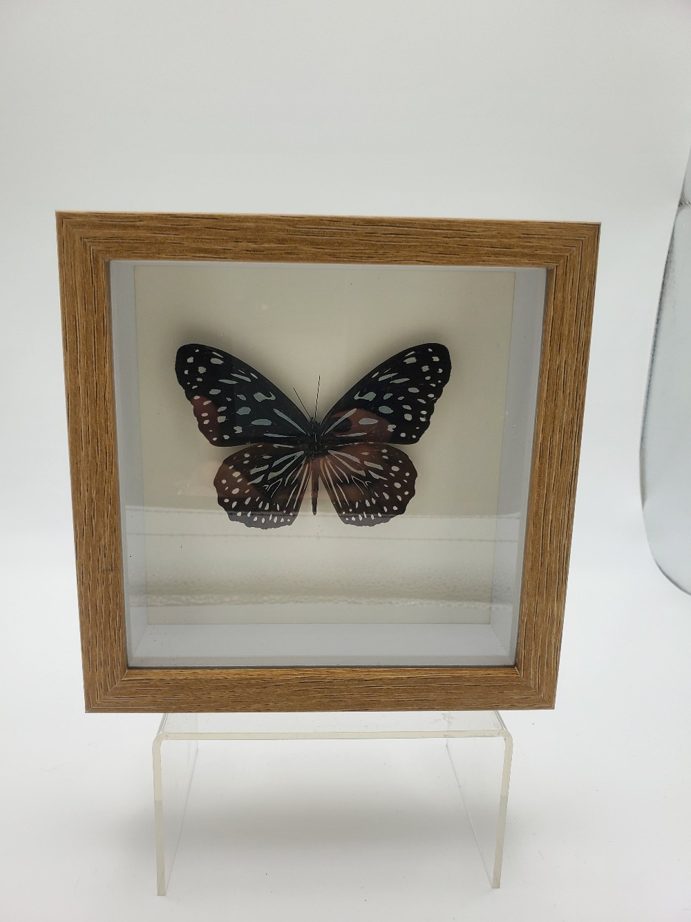 Blue Tiger Butterfly Taxidermy