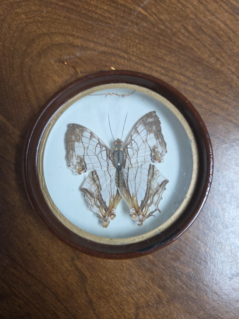 VTG Enesco Taxidermy Butterfly Wall Hang 2