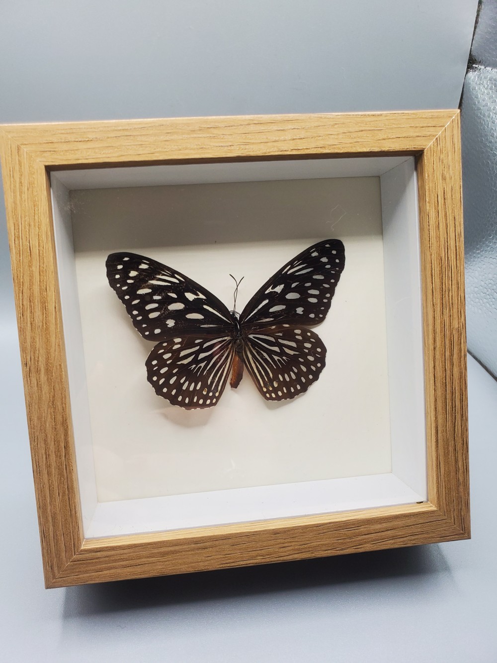 Butterfly Taxidermy Blue Tiger