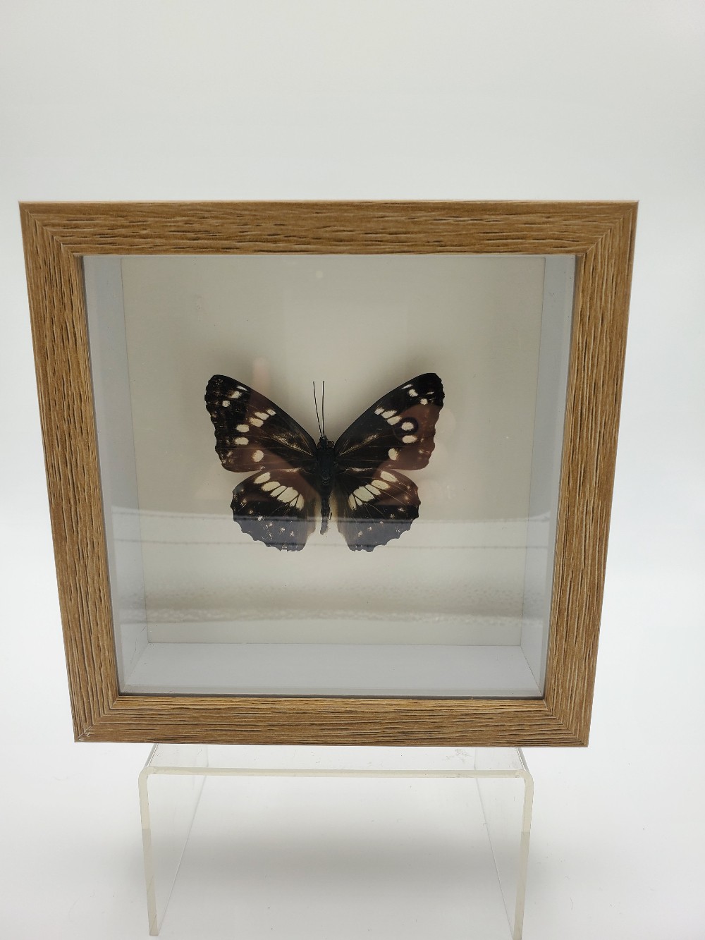 Mimathyma Nycteis Butterfly Taxidermy
