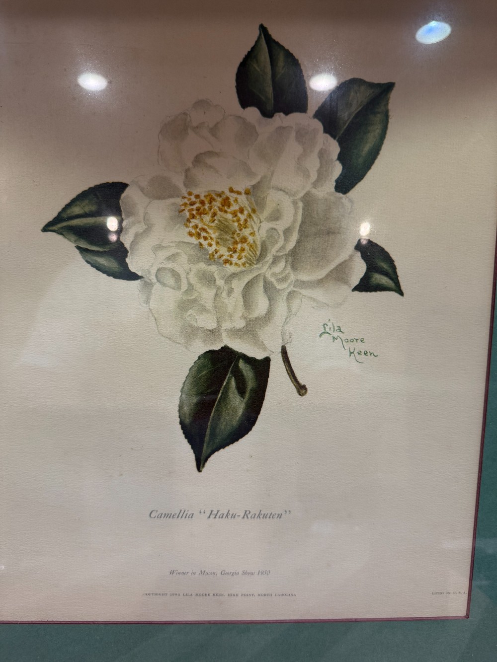 Vtg. Framed Lila Moore Keen Camellia Botanical Print