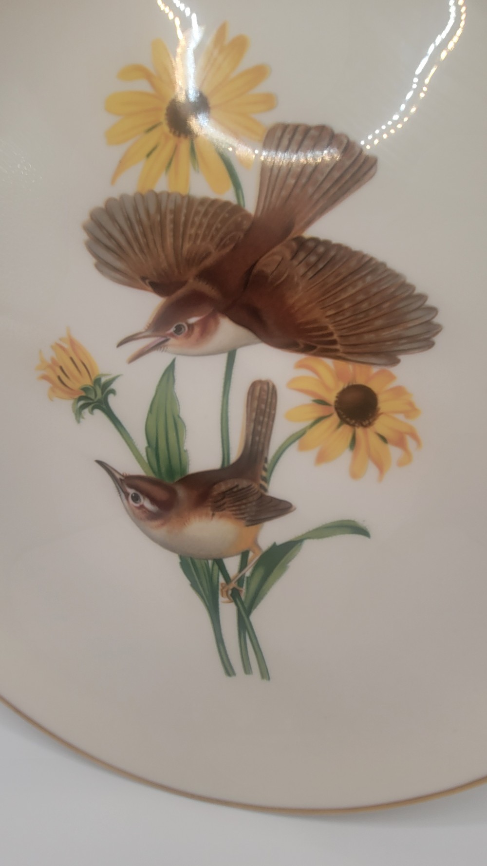 American Song Birds Carolina Wren by Athos Menaboni