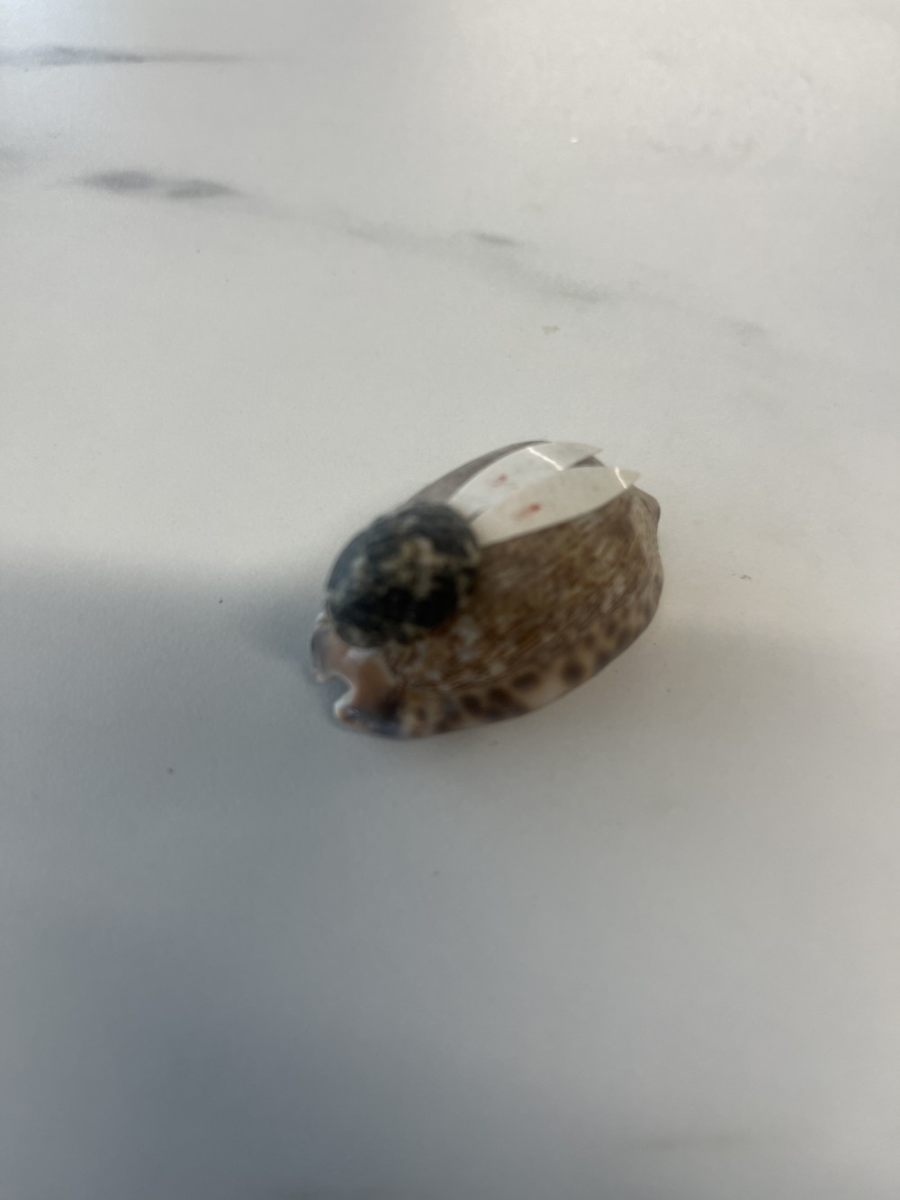 Seashell rabbit