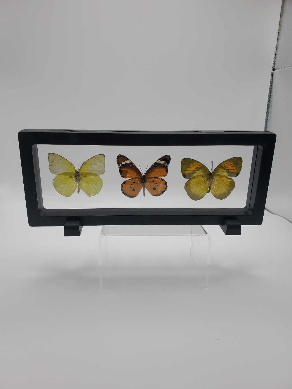 Three-Pieced Butterfly Taxidermy Horizontal Framed