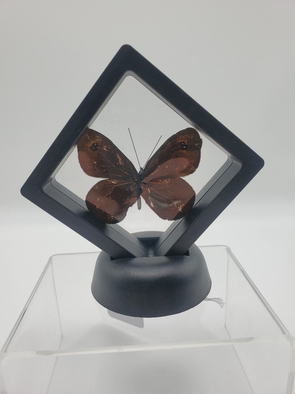Erebia Wanga Butterfly Taxidermy Small Framed