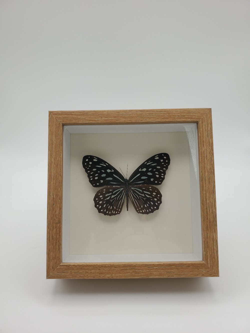 Blue Tiger Butterfly Taxidermy