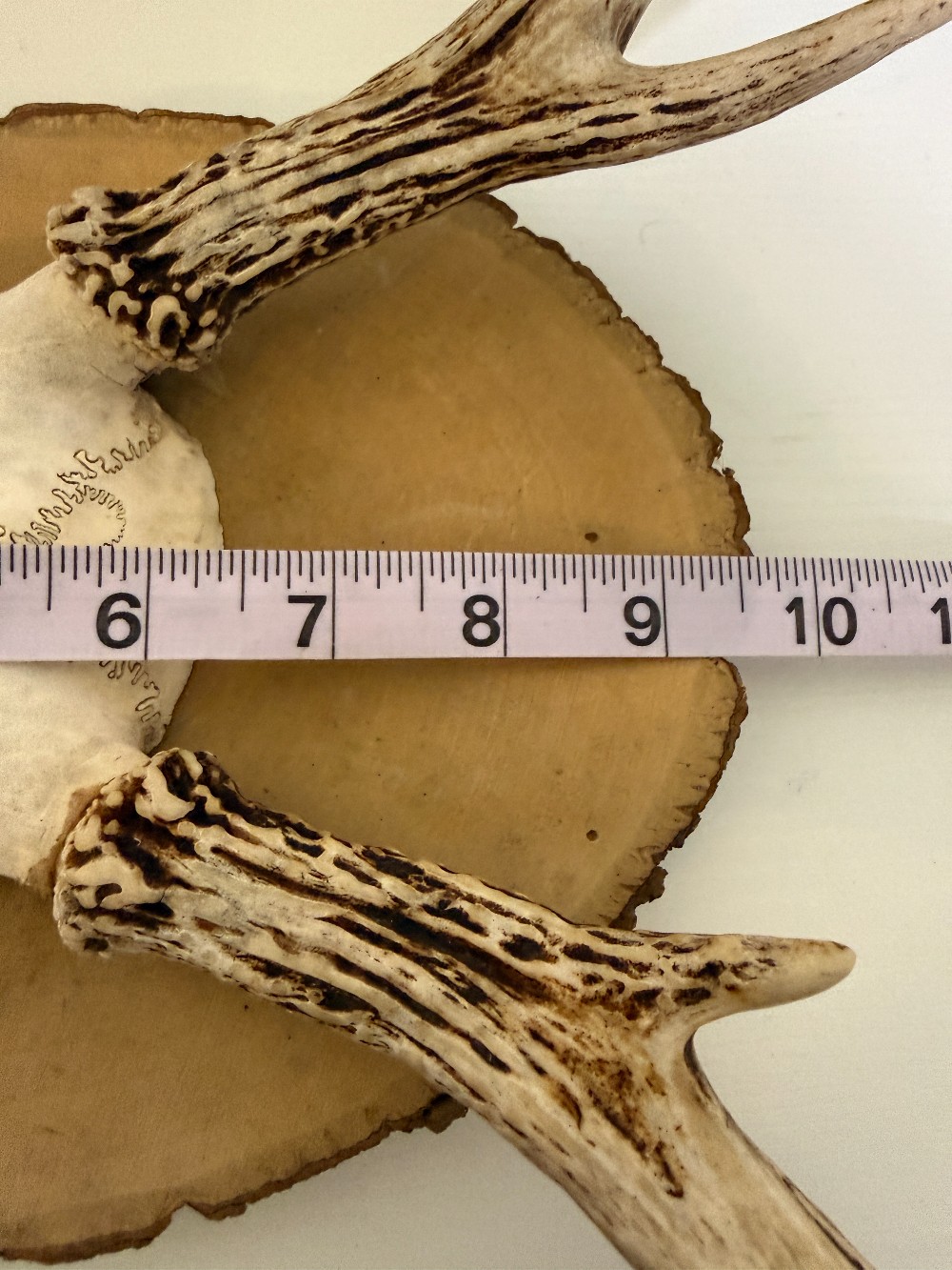 Deer Antler Mount on wood