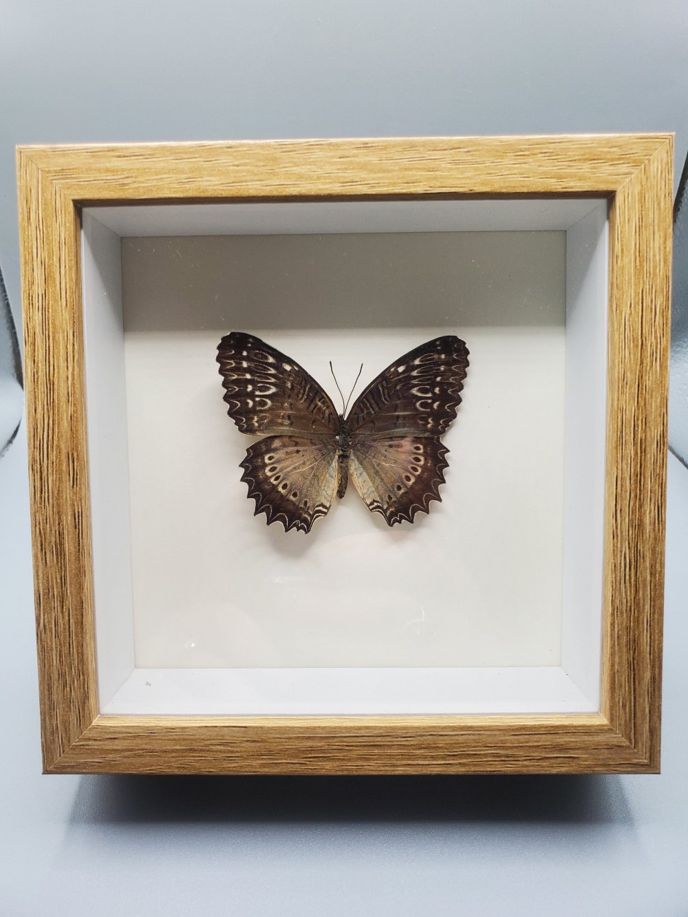 Butterfly Taxidermy Lacewing