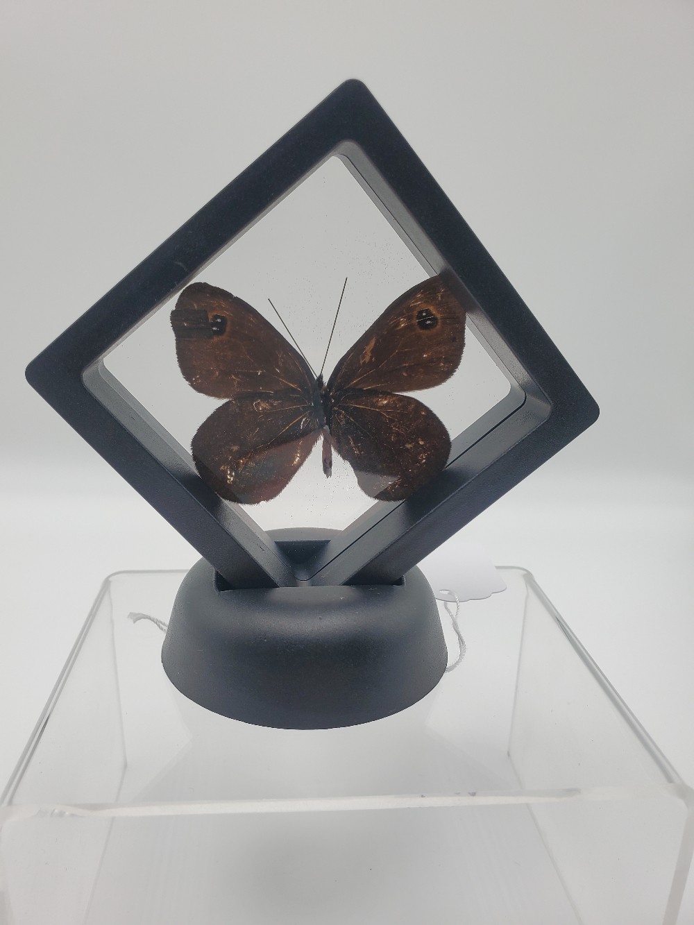 Erebia Wanga Butterfly Taxidermy Small Framed
