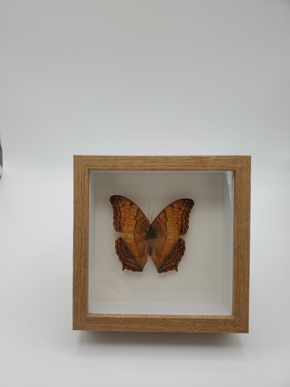 Cruiser Butterfly Taxidermy