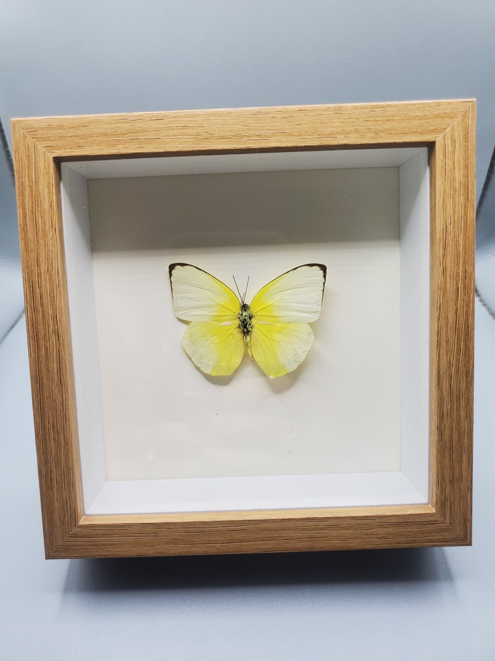 Butterfly Taxidermy Lemon Emigrant