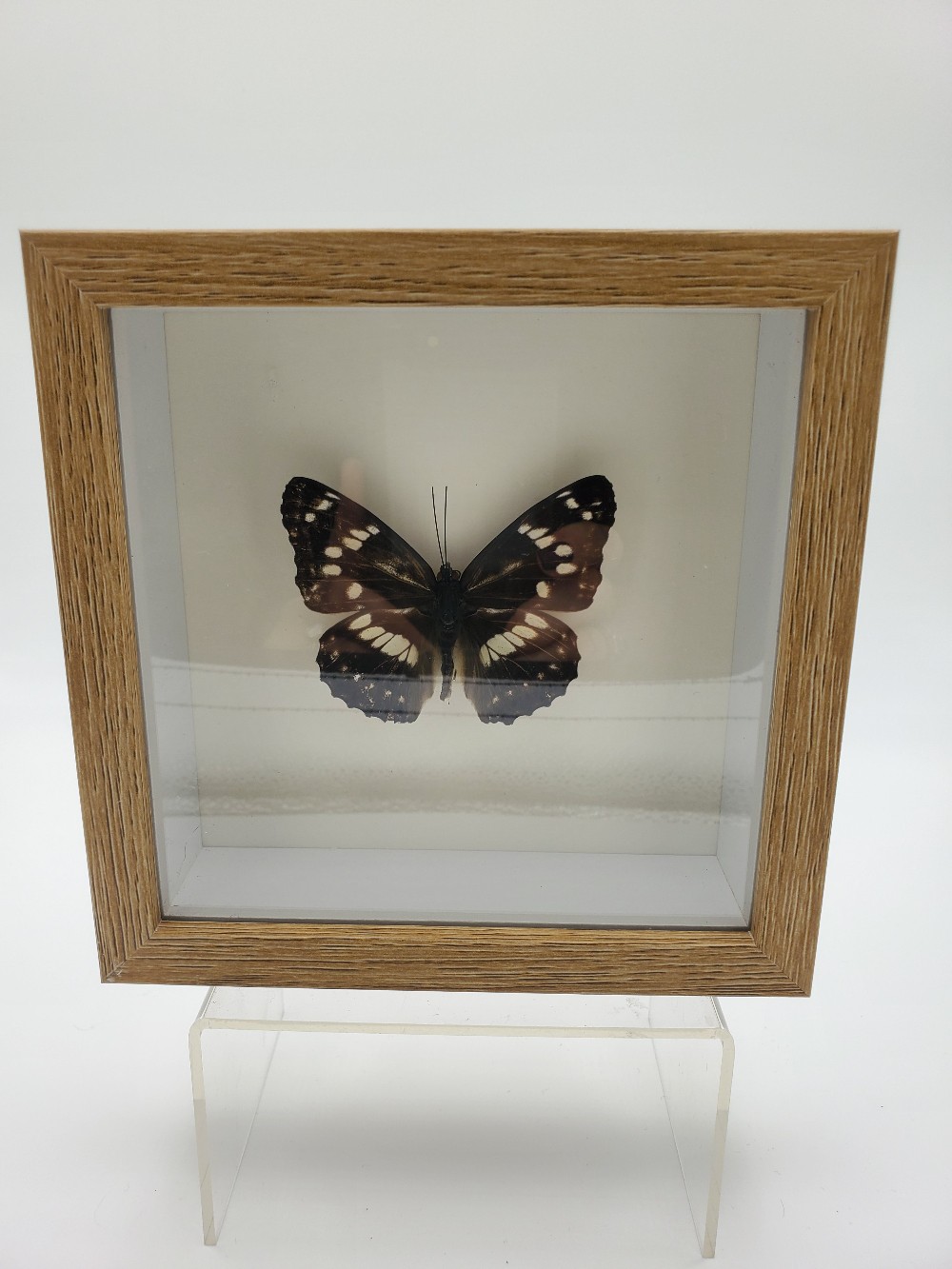 Mimathyma Nycteis Butterfly Taxidermy
