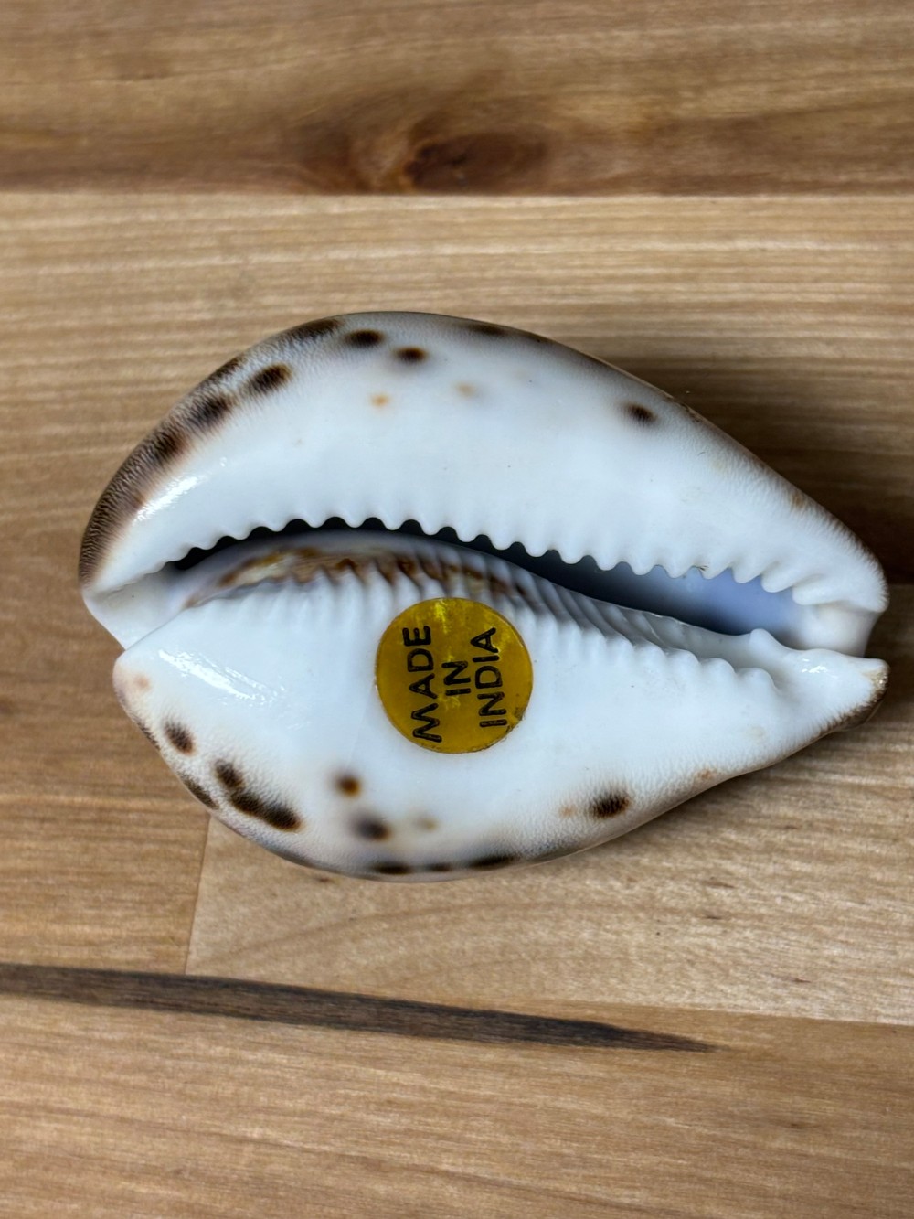Hand Carved Cowrie Shell Fish Scene Souvenir Made in India