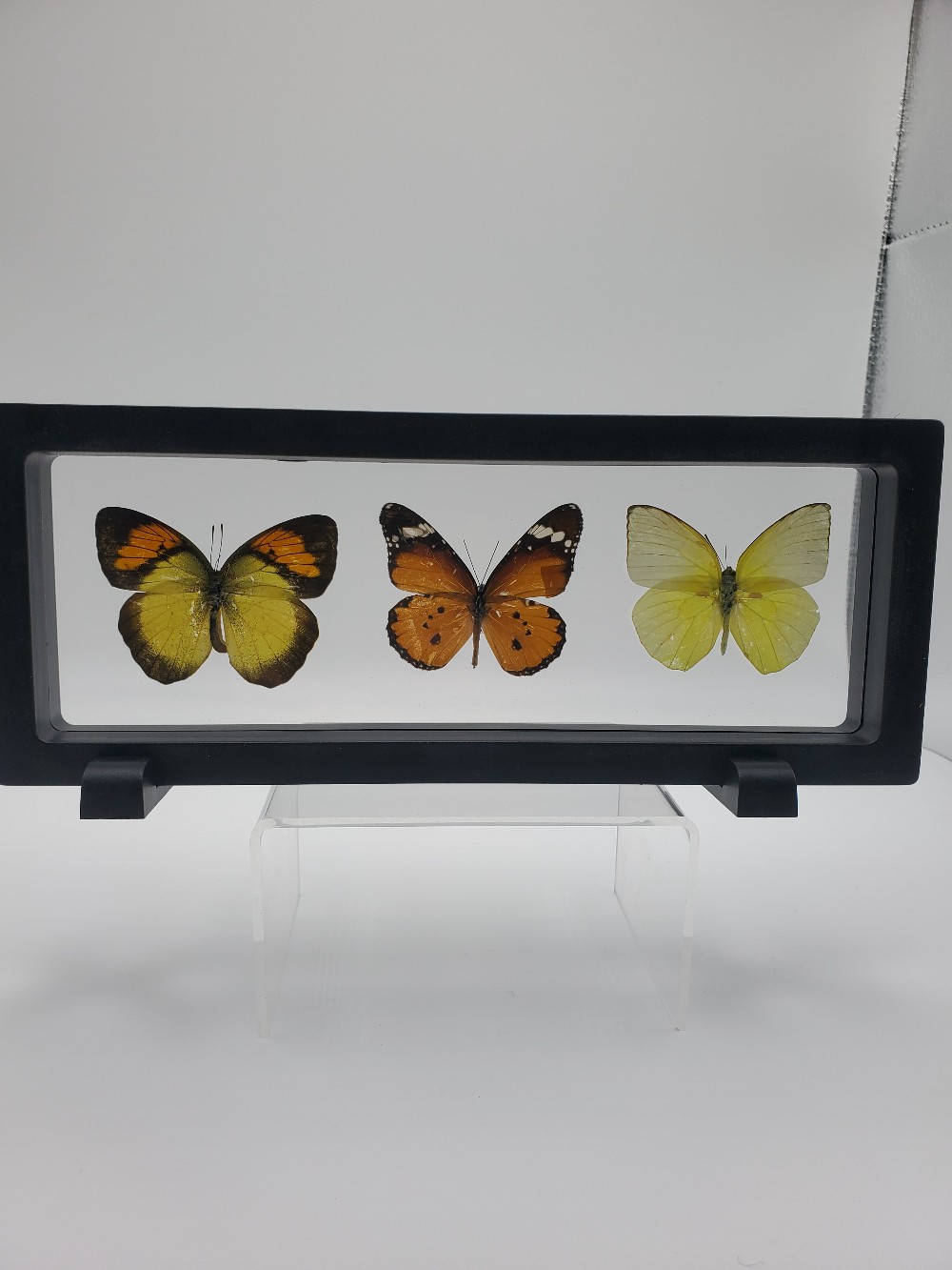 Three-Pieced Butterfly Taxidermy Horizontal Framed