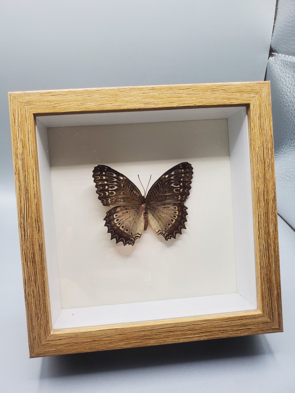Butterfly Taxidermy Lacewing