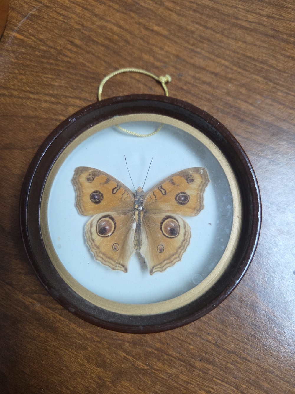 VTG Enesco Taxidermy Butterfly Wall Hang 3