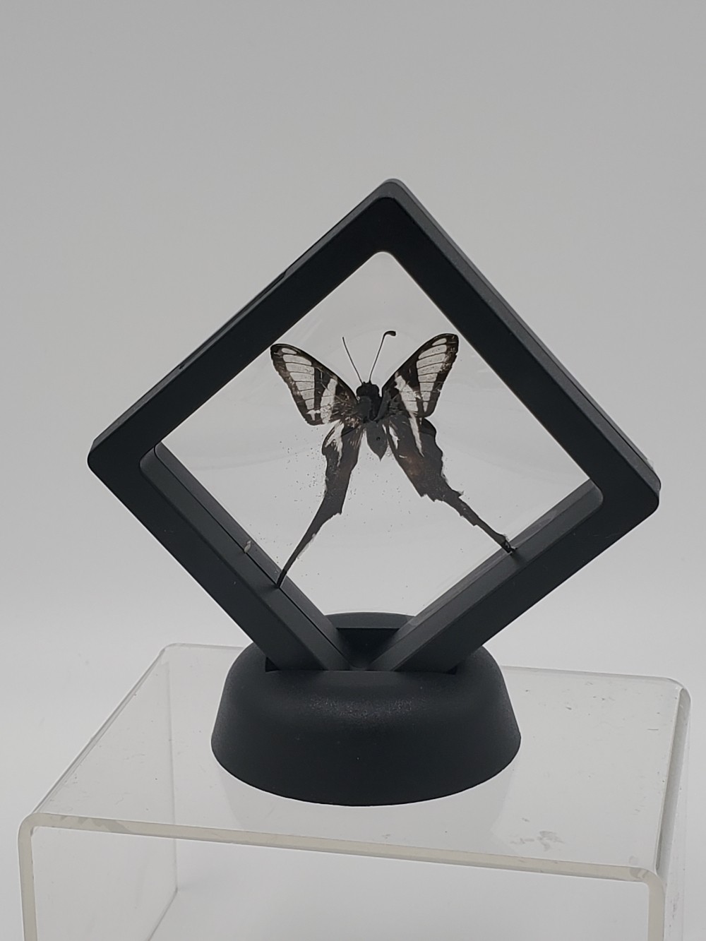 Dragontail Butterfly Taxidermy