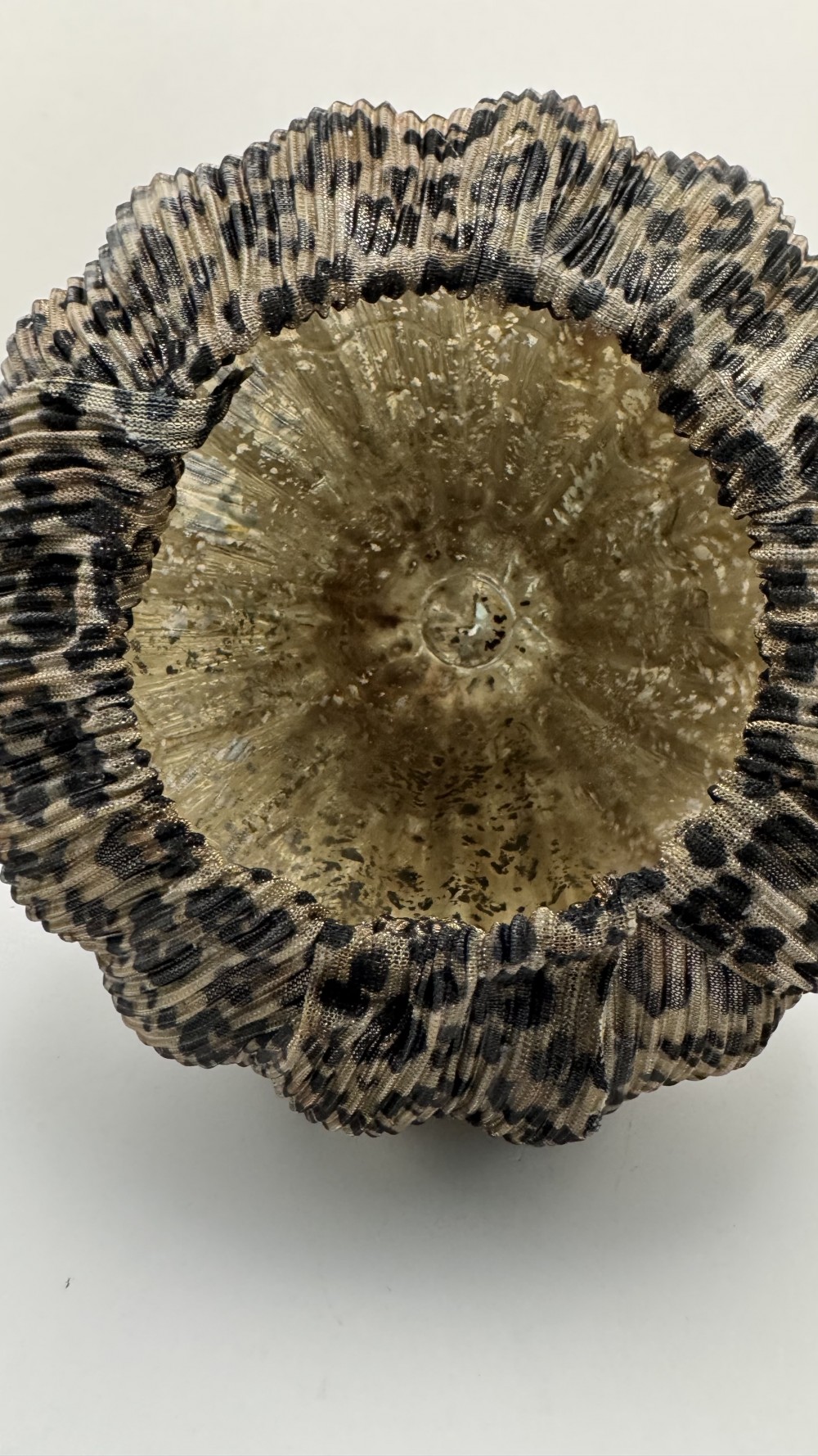 ANIMAL PRINT GLASS PUMPKIN, HANDCRAFTED