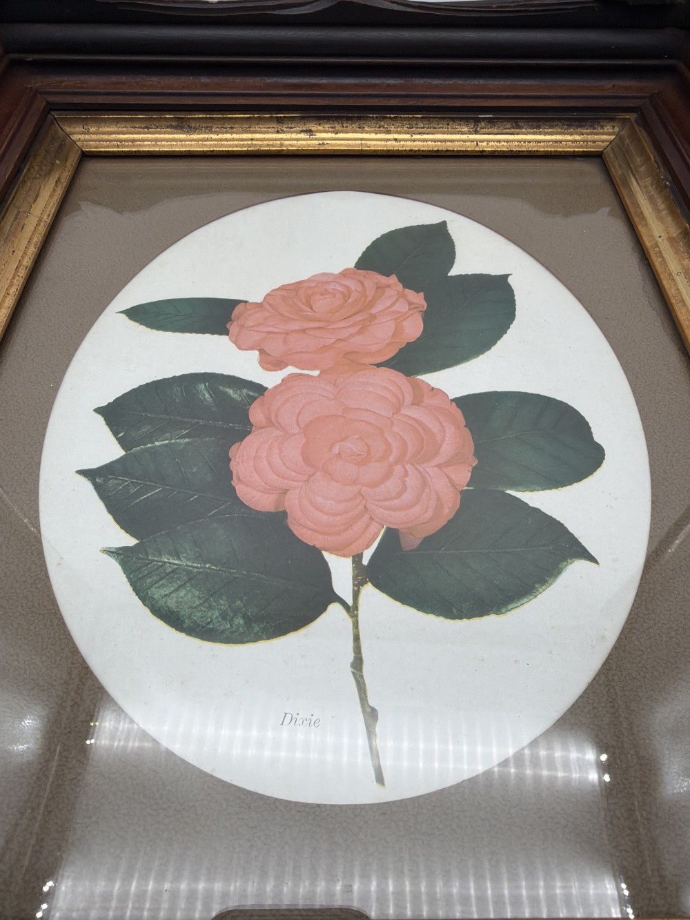 Vintage “Dixie” Camellia Botanical Print