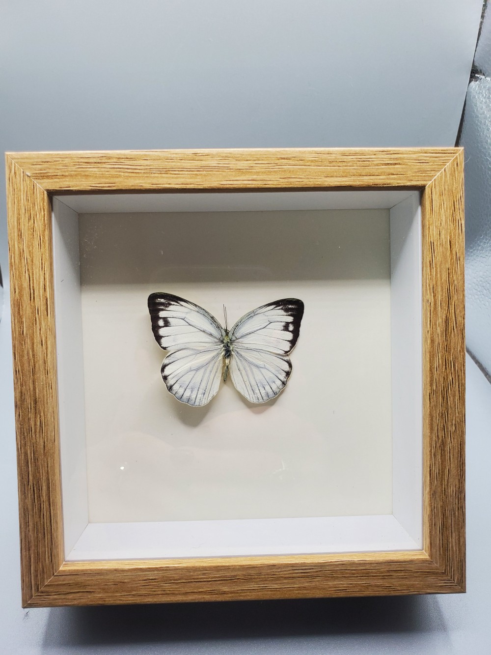 Butterfly Taxidermy Common Gull