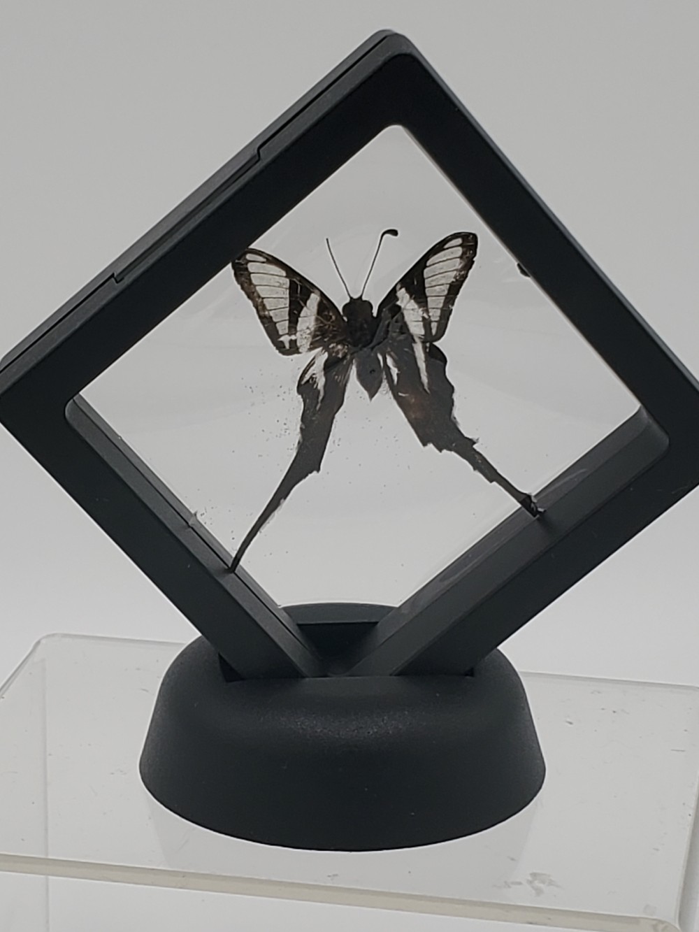 Dragontail Butterfly Taxidermy