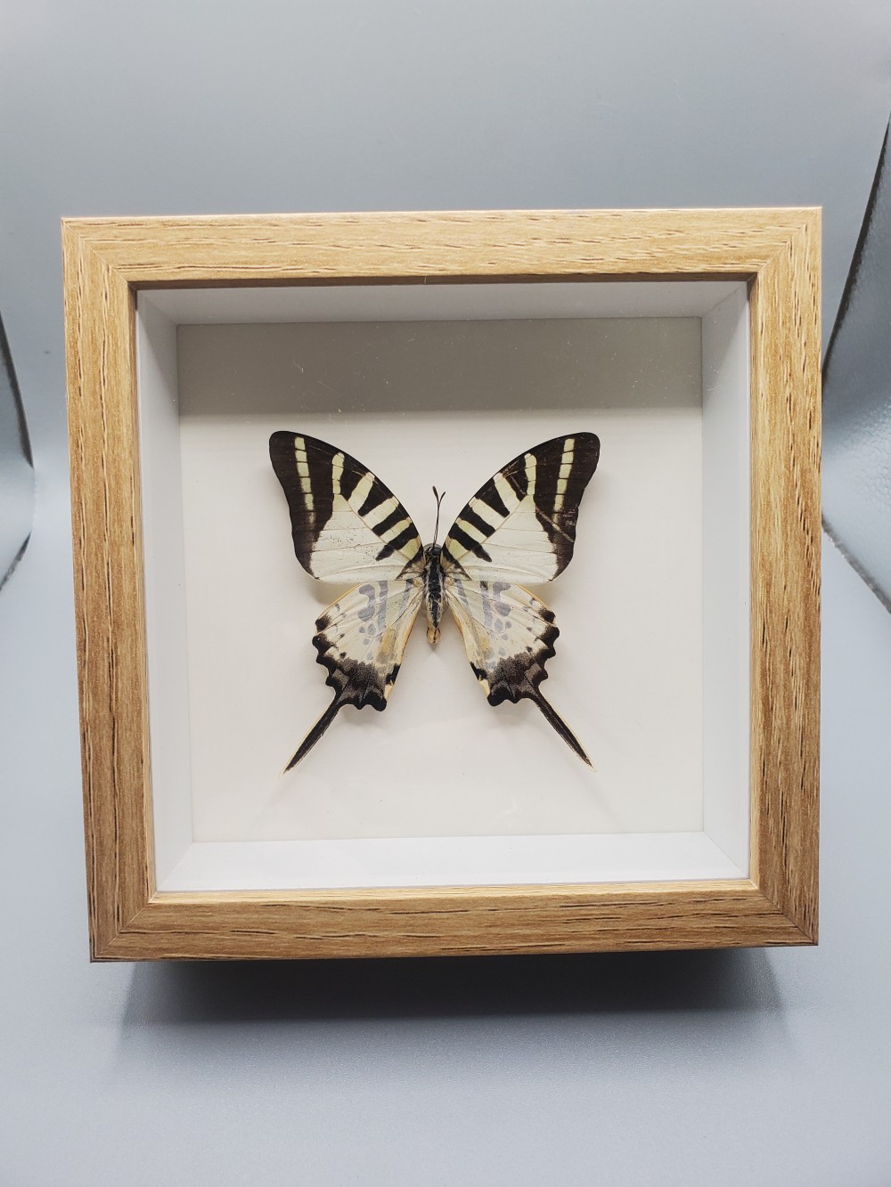 Butterfly Taxidermy Five Bar Swordtail