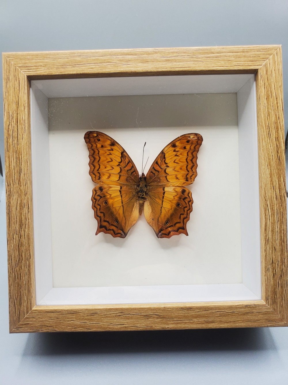 Butterfly Taxidermy Cruiser Butterfly
