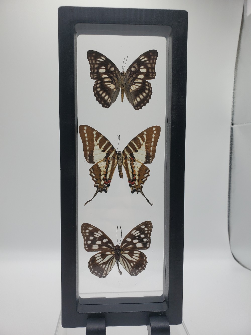 Three-Piece Butterfly Vertical Framed Taxidermy