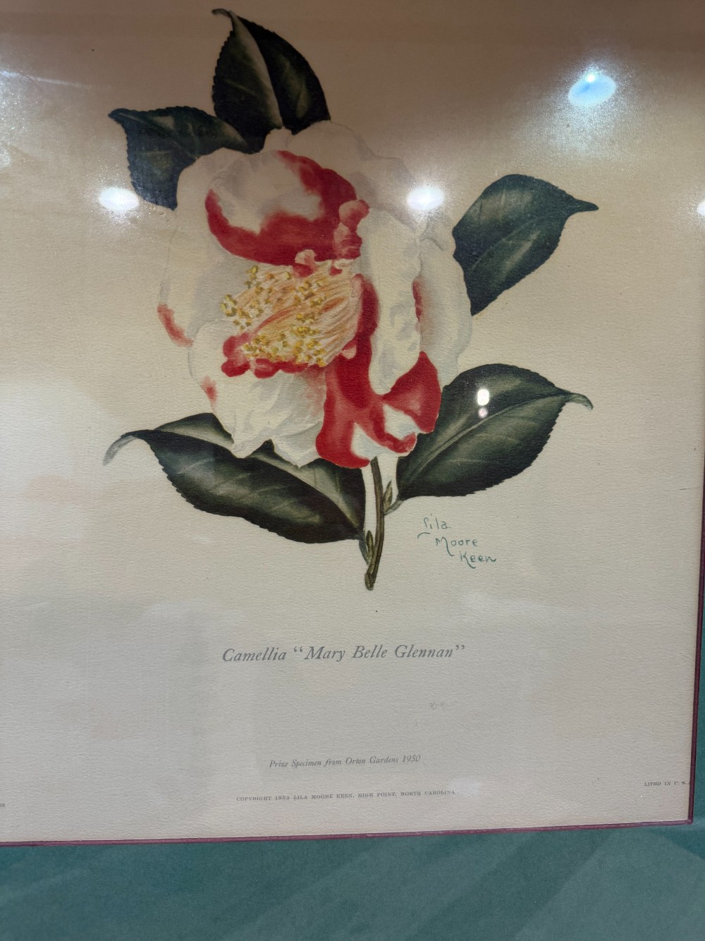 Vtg. Framed Lila Moore Keen Camellia Botanical Print