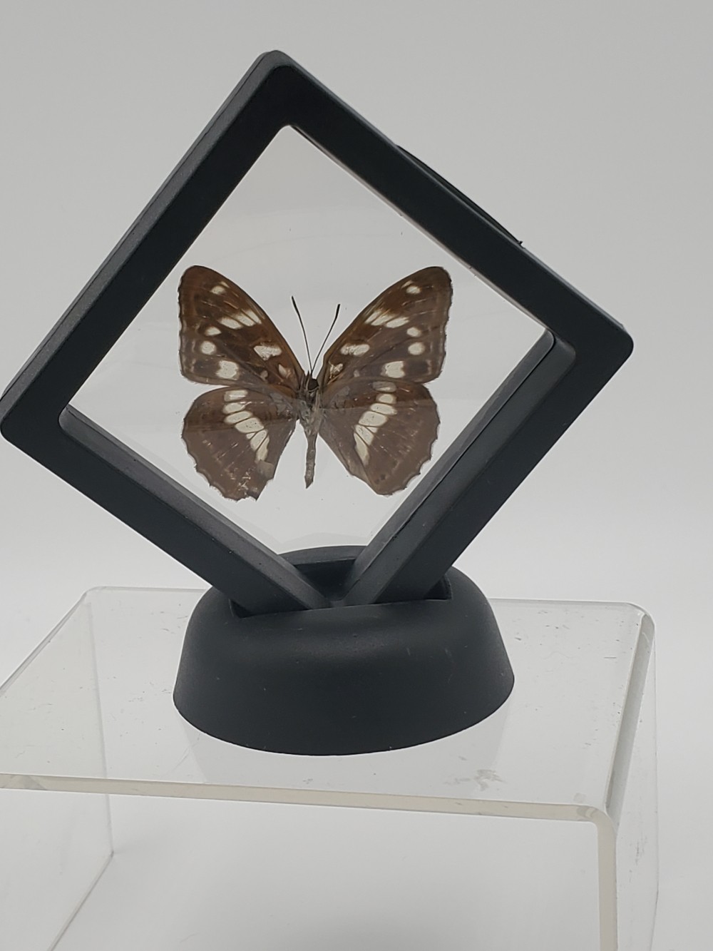 Amur Buterfly Taxidermy