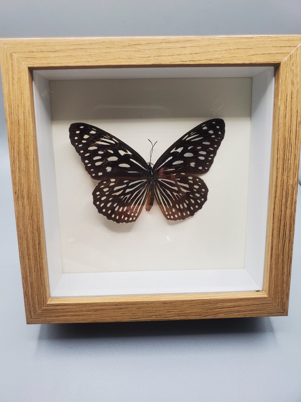 Butterfly Taxidermy Blue Tiger