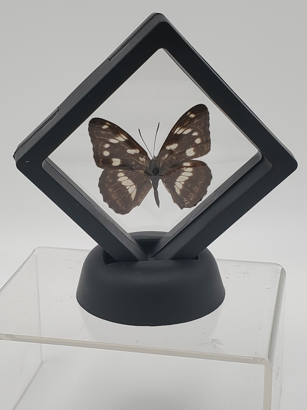 Amur Buterfly Taxidermy