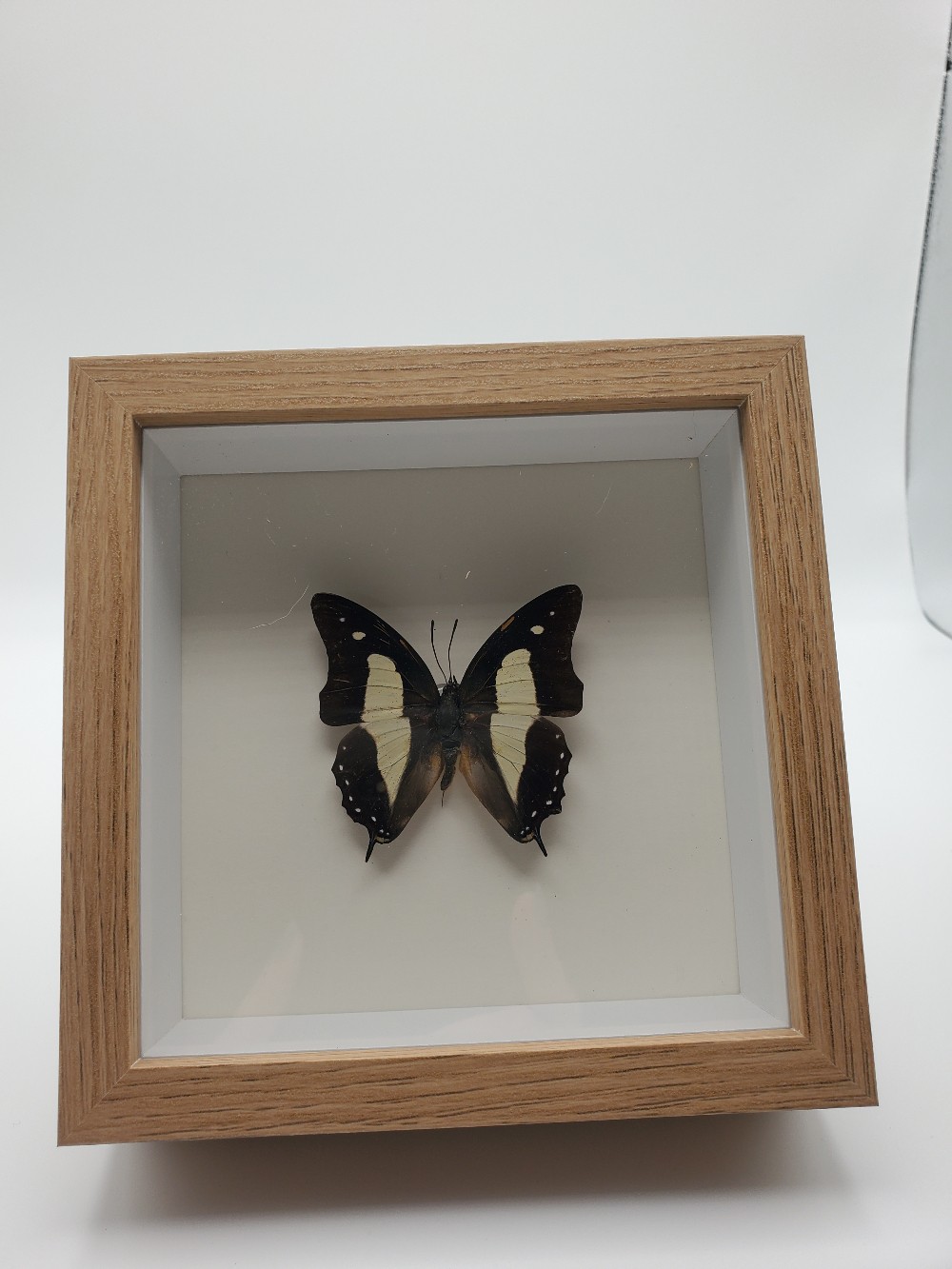 Common Nawab Butterfly Taxidermy