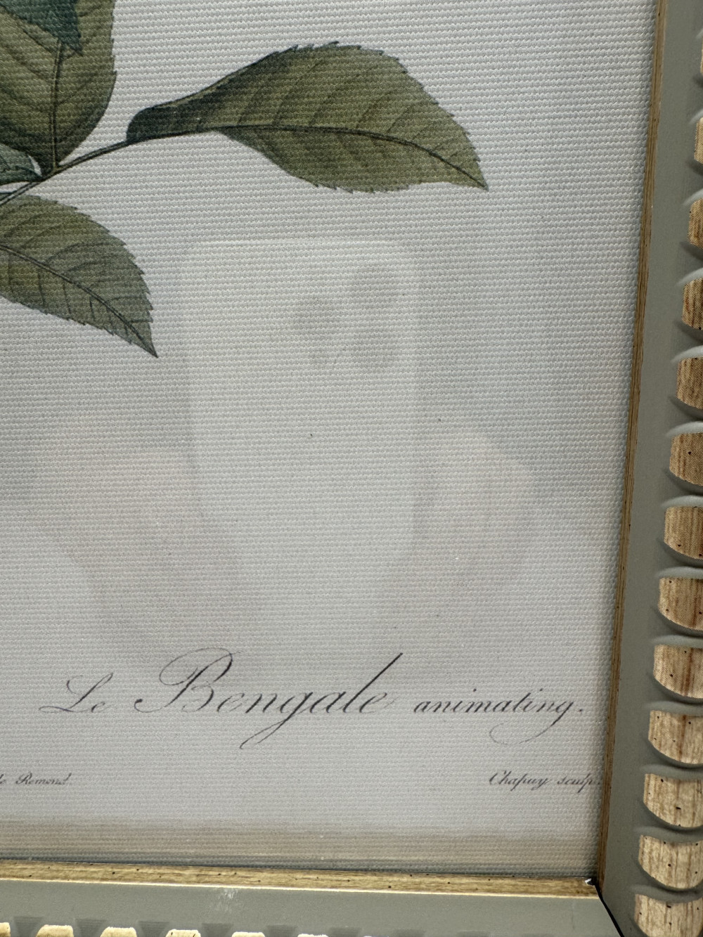 BOTANICAL PRINT, REPRODUCTION, ROSES