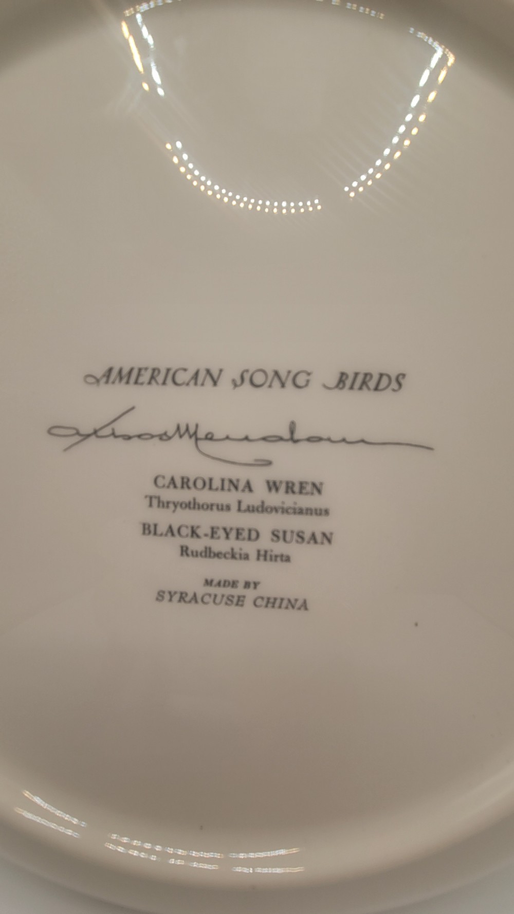 American Song Birds Carolina Wren by Athos Menaboni