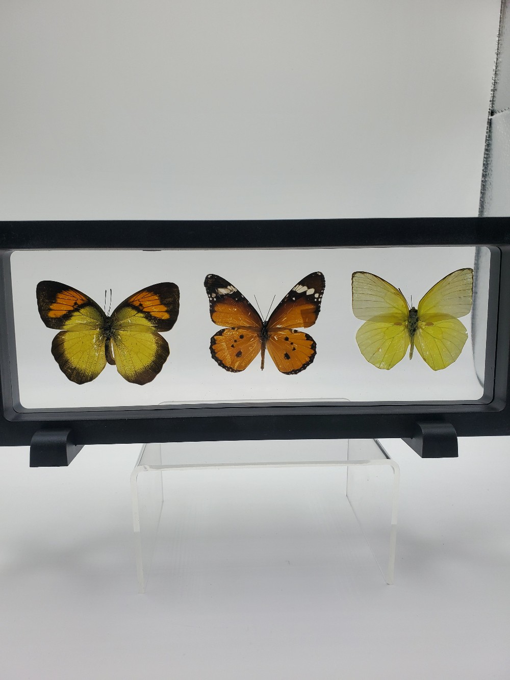Three-Pieced Butterfly Taxidermy Horizontal Framed