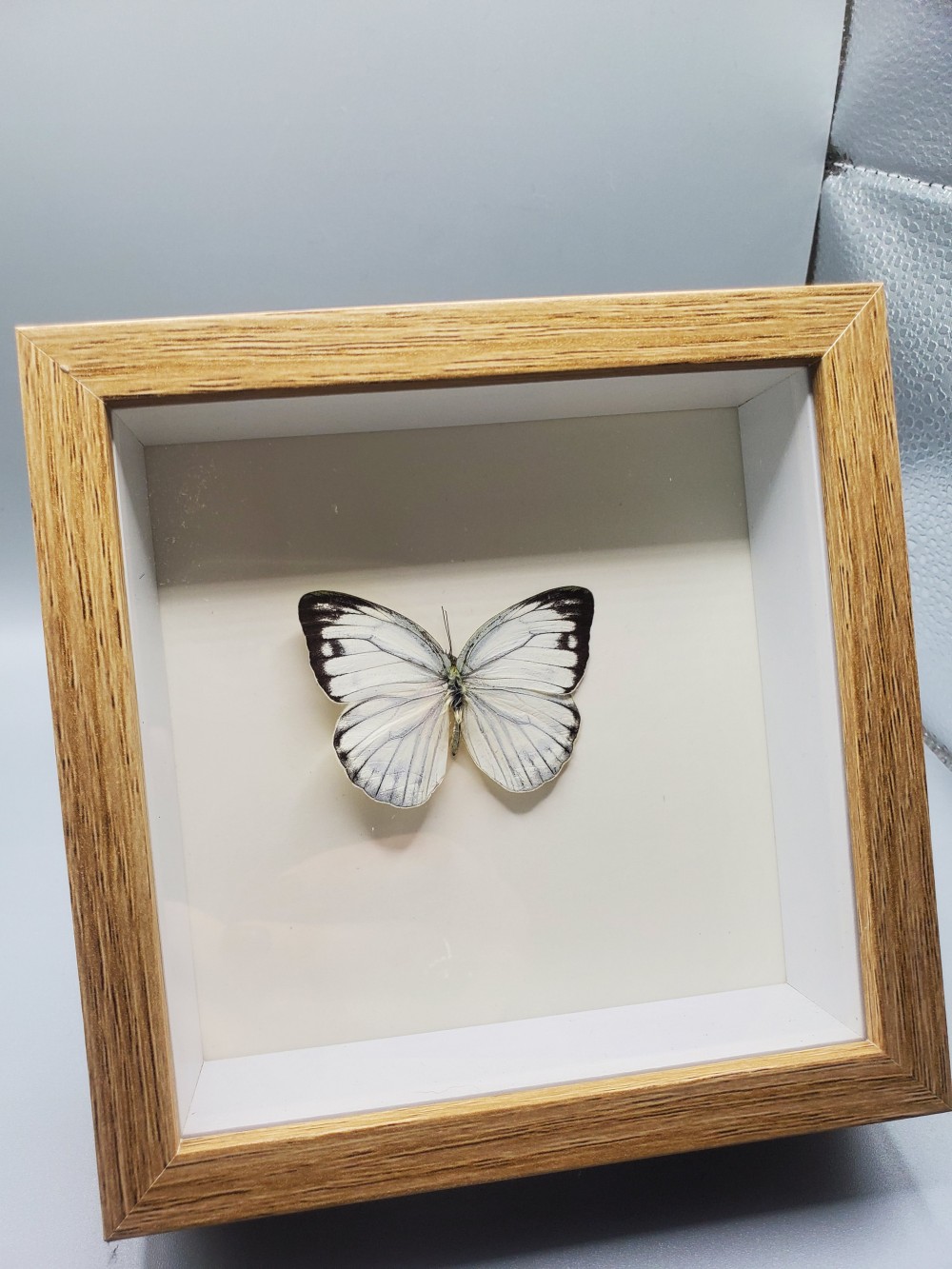 Butterfly Taxidermy Common Gull