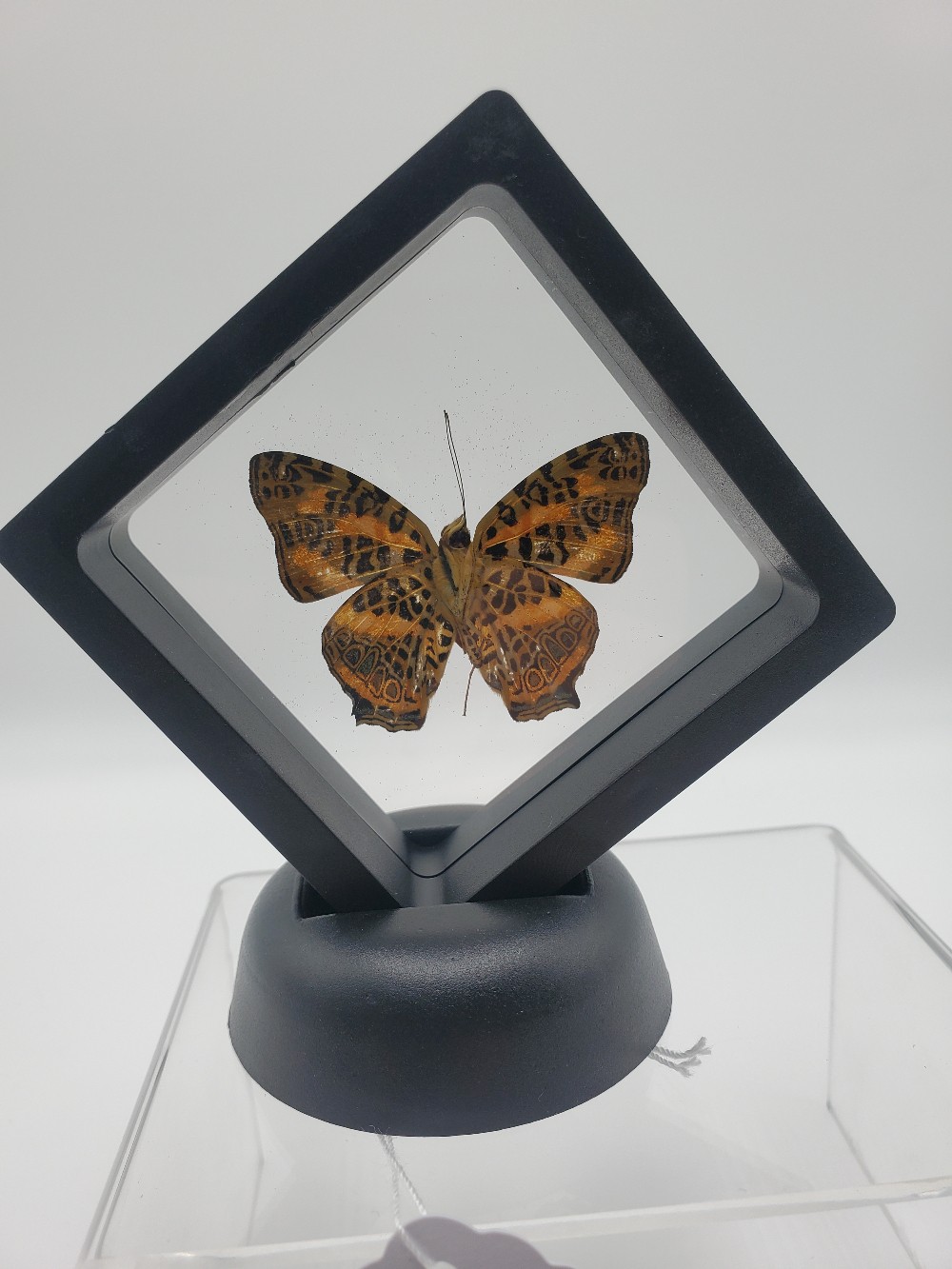 Amur Butterfly Taxidermy Small Framed