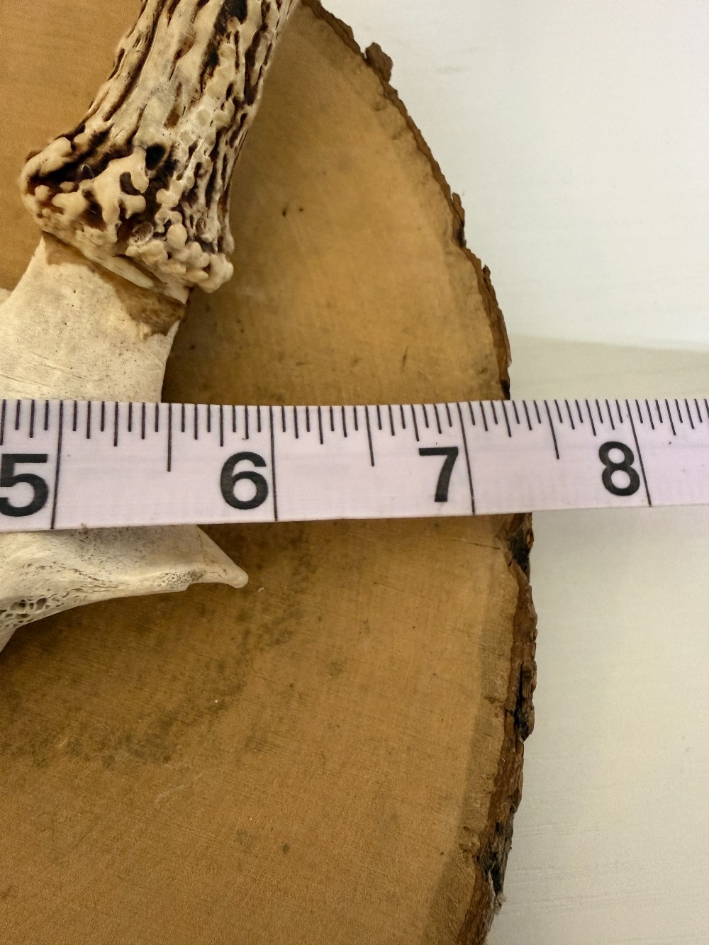Deer Antler Mount on wood