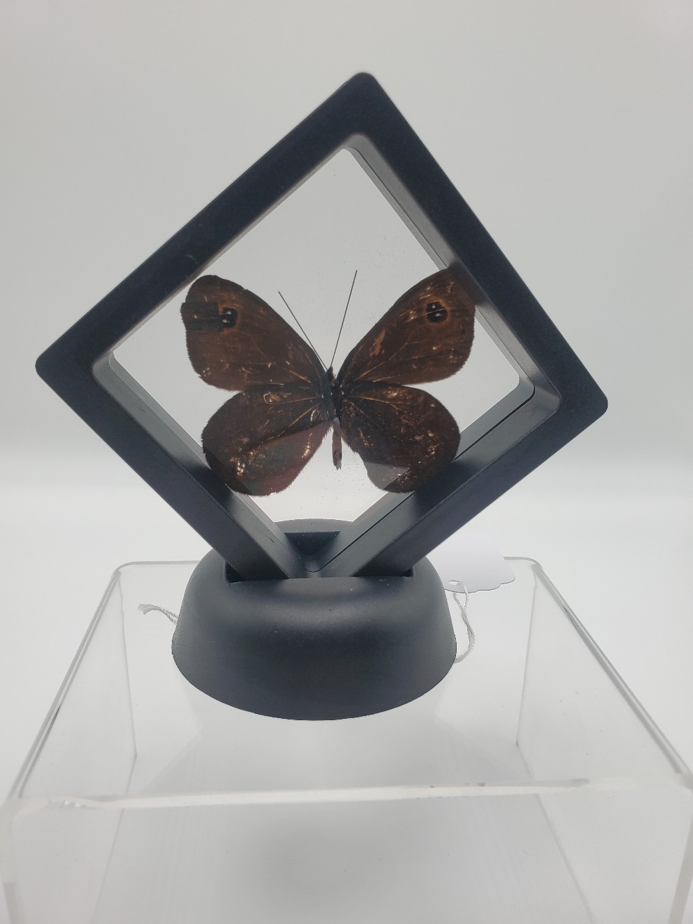 Erebia Wanga Butterfly Taxidermy Small Framed