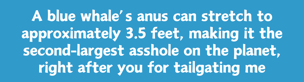 A Blue Whale's Anus Can Stretch To Approximately 3.5 Feet, Making It The Second-Largest Asshole On The Planet, Right After You For Tailgating Me