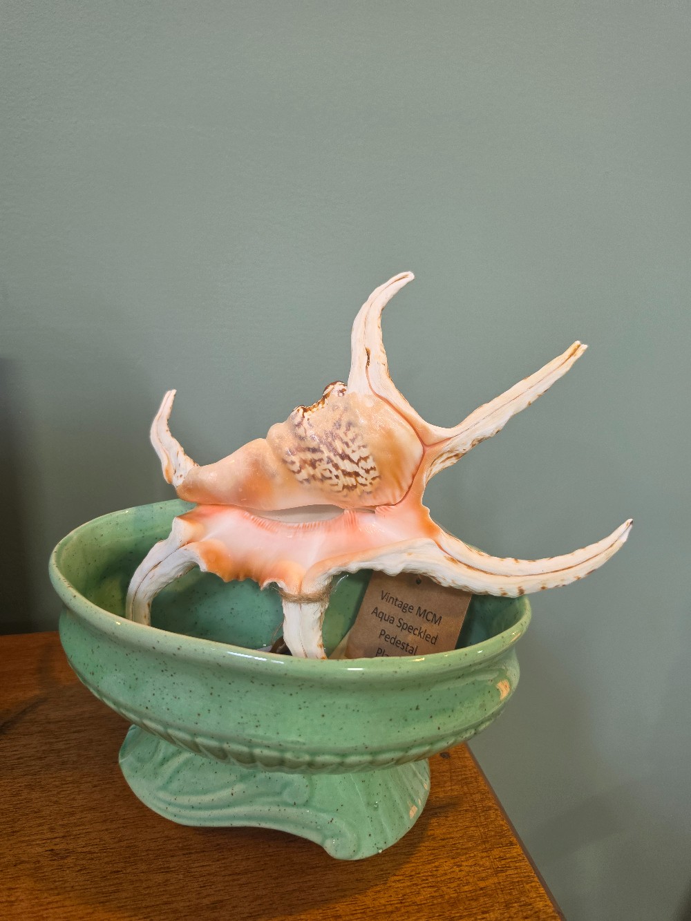Spider Conch