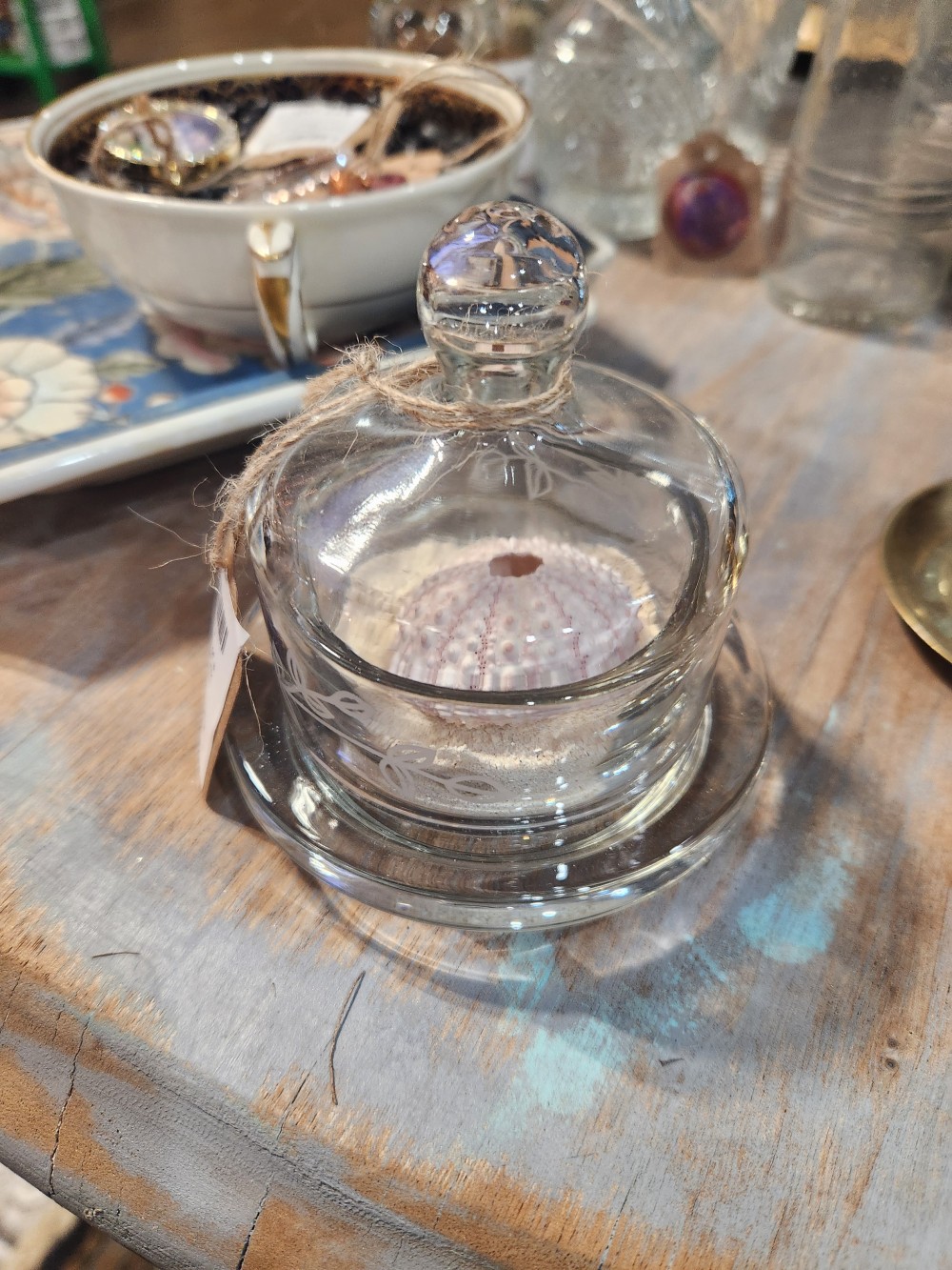 Little Bit of a Beach- Pink Sea Urchin