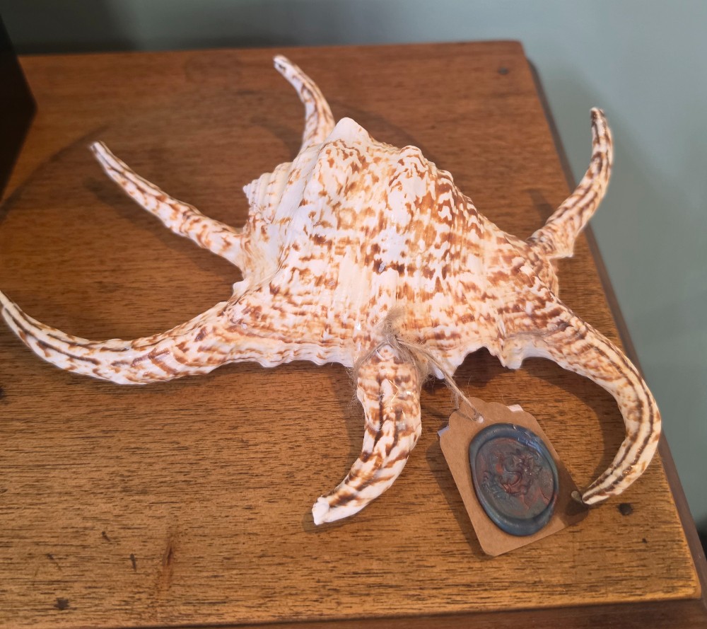 Spider Conch
