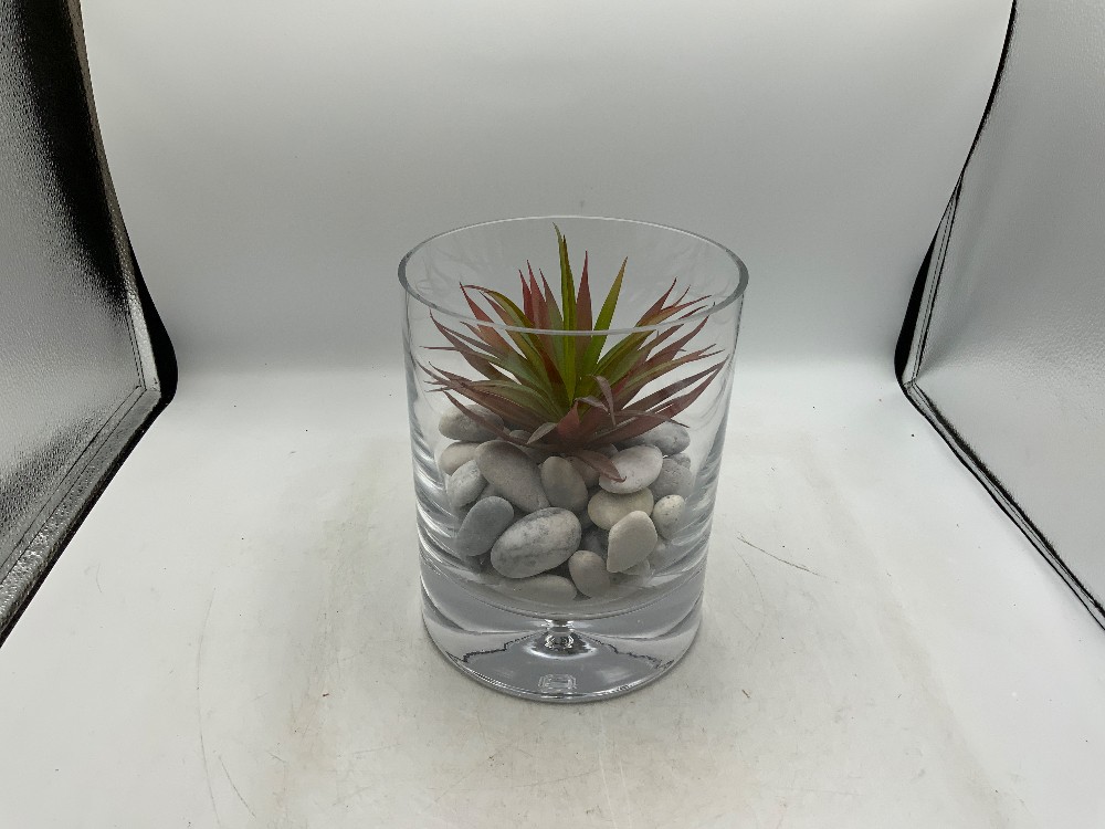 Succulent in Glass Vase with Rocks