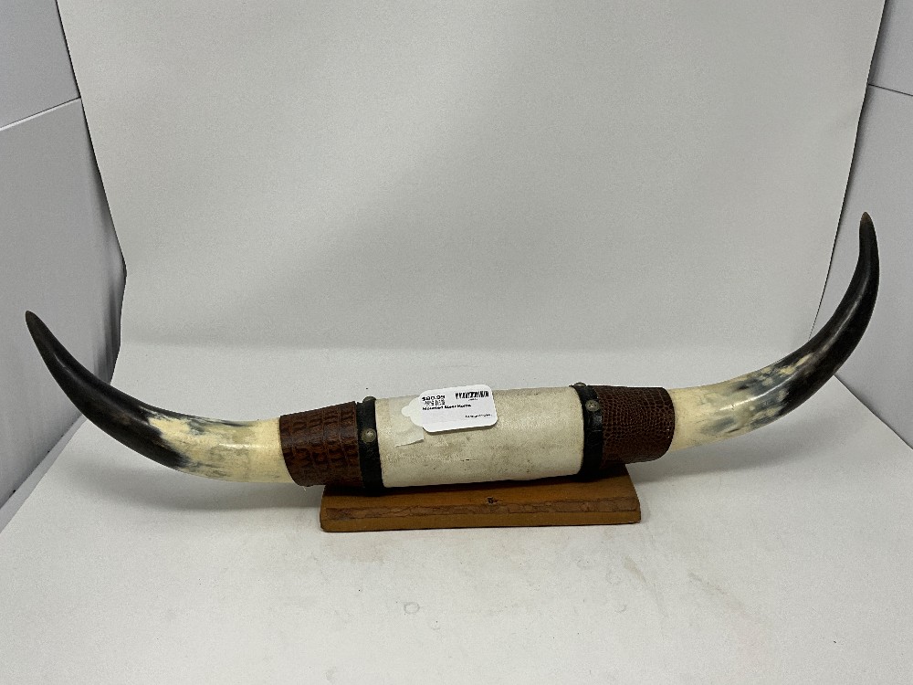 Mounted Steer Horns