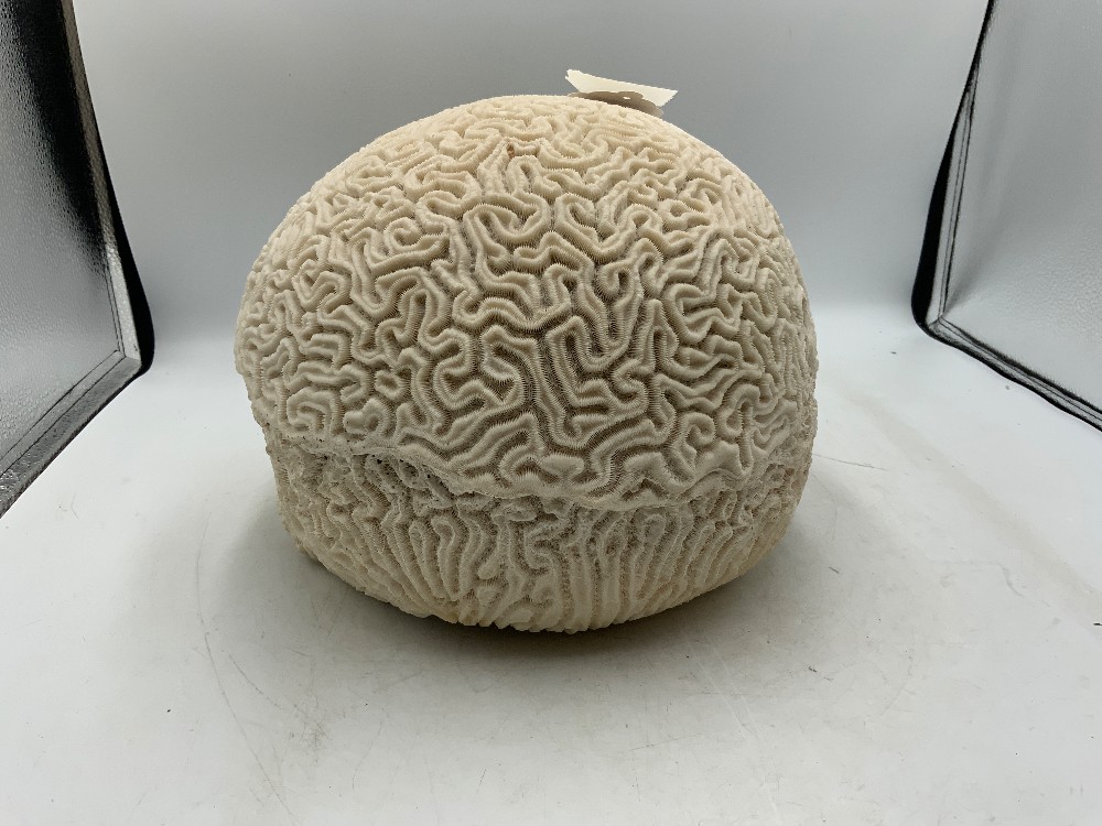 X Large Brain Coral 11 in Long