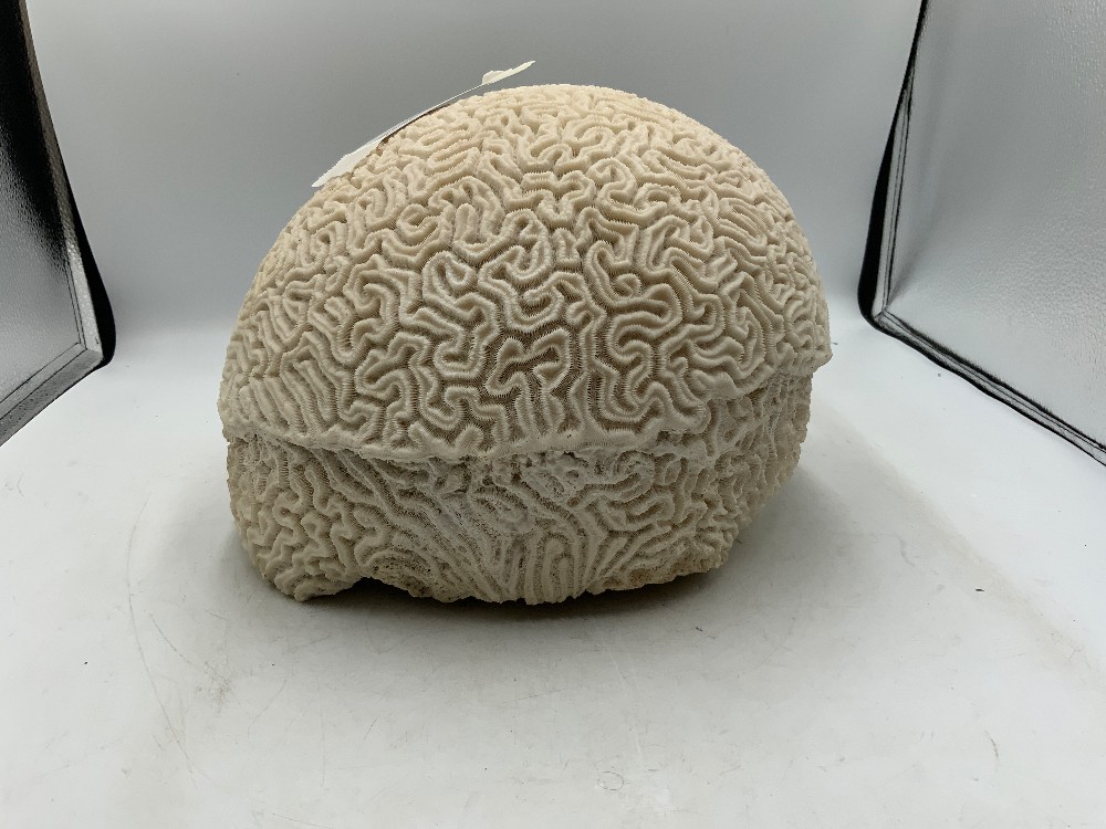X Large Brain Coral 11 in Long
