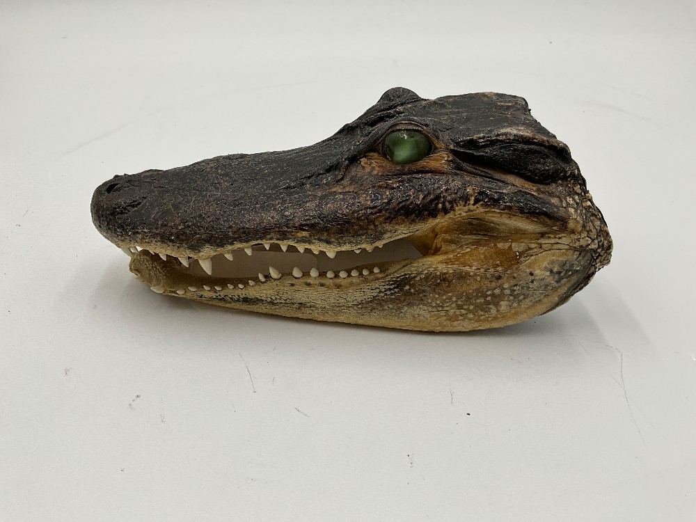 Alligator Head