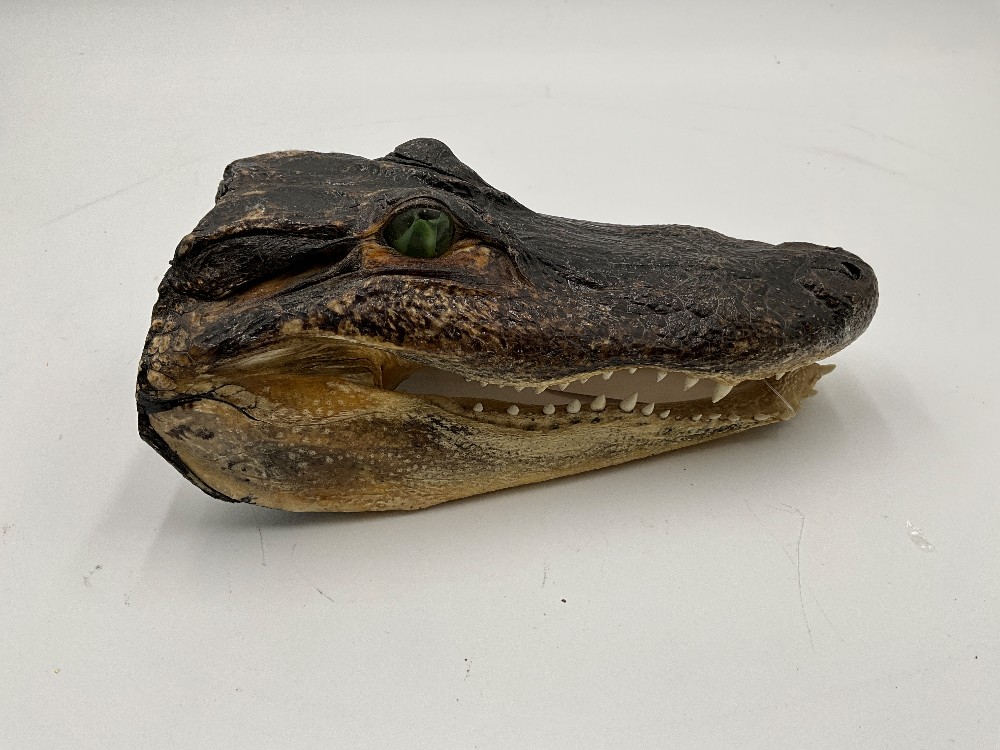 Alligator Head